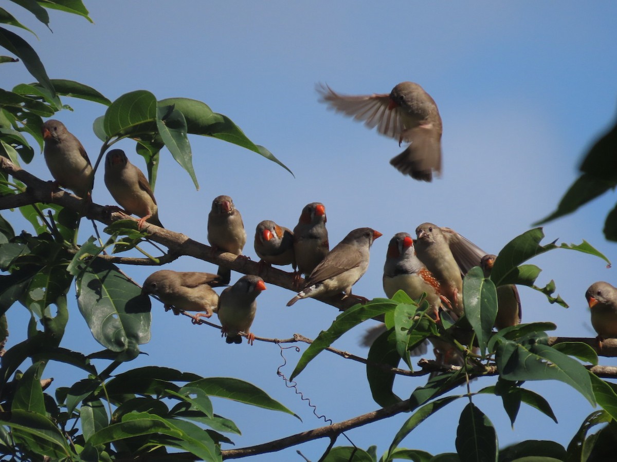 Zebra Finch - ML620522784