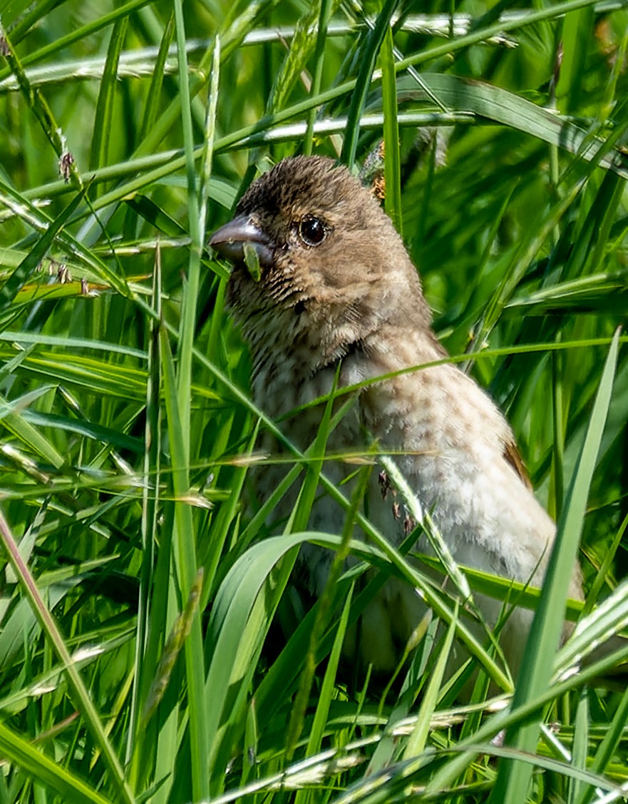 Reed Bunting - ML620522786