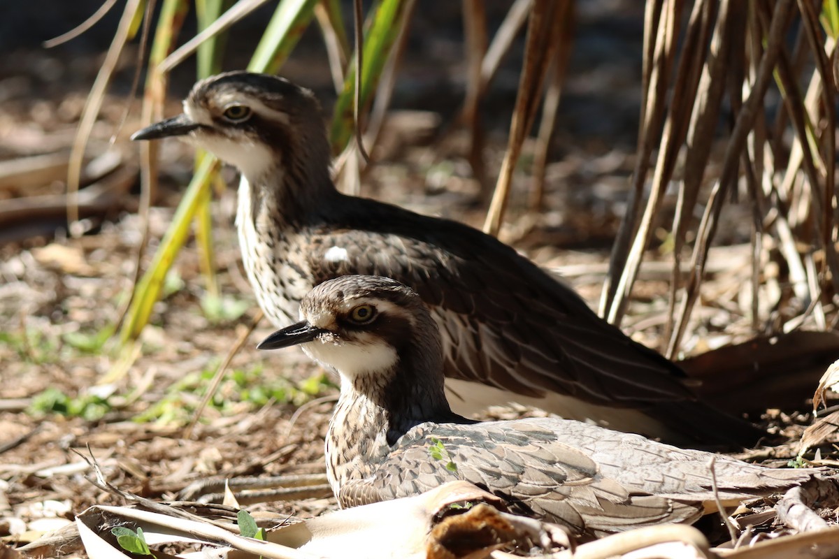 Bush Thick-knee - ML620522793