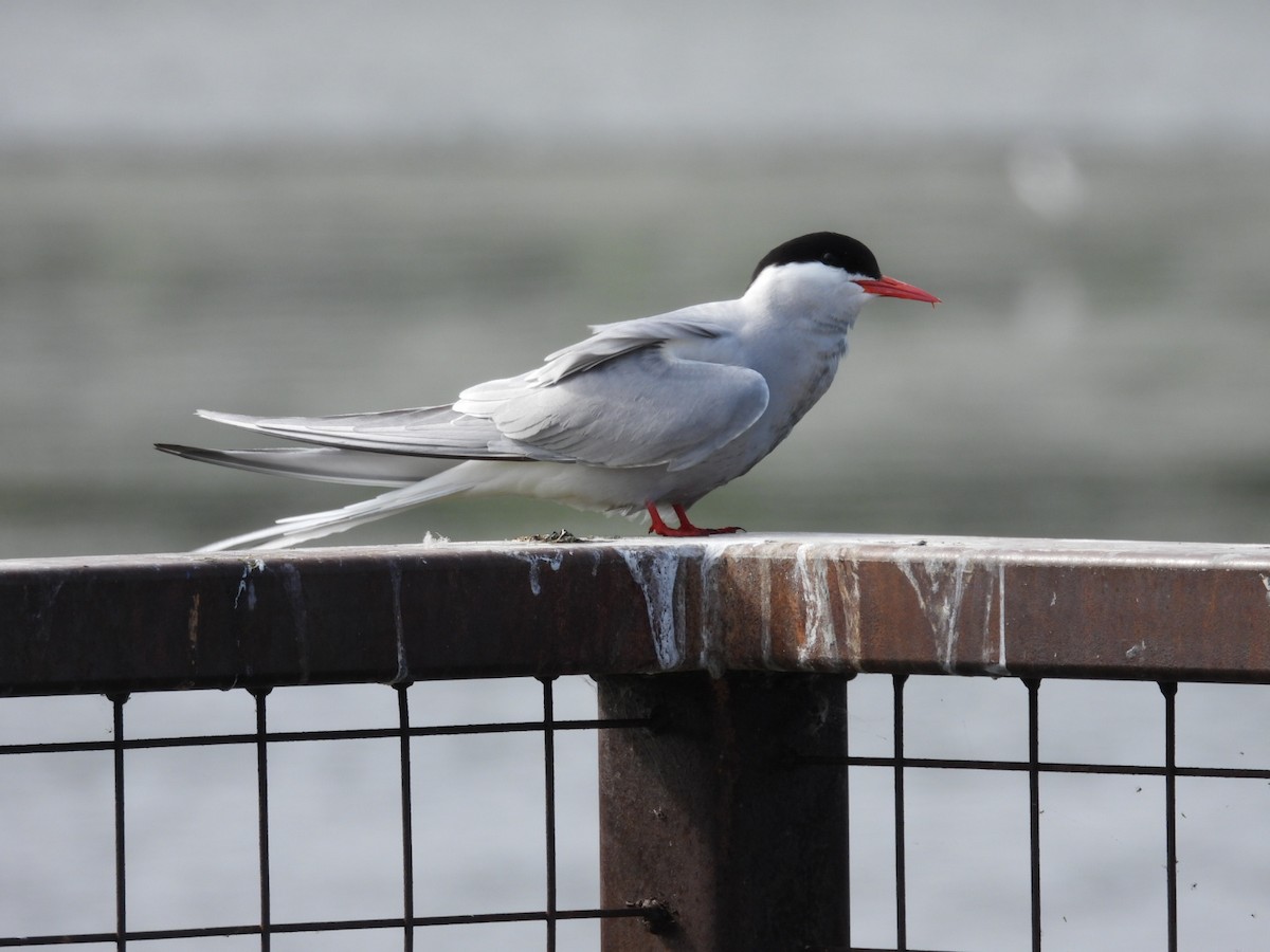 Arctic Tern - ML620522800