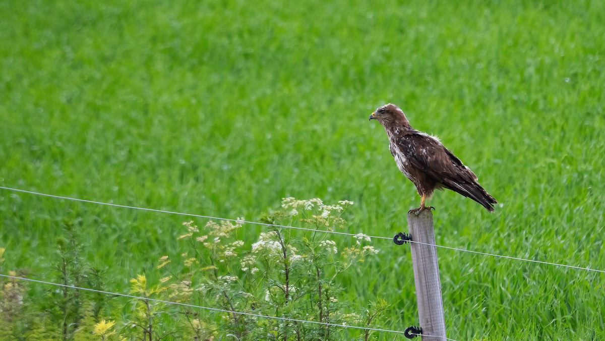 Common Buzzard (Western) - ML620522801