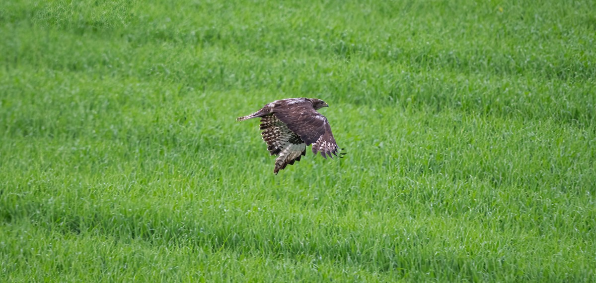 Busardo Ratonero (buteo) - ML620522802