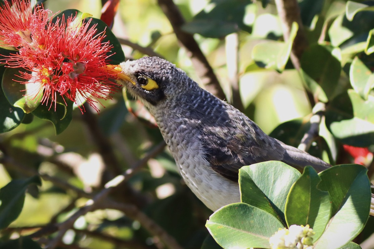 Noisy Miner - Ky Clarke