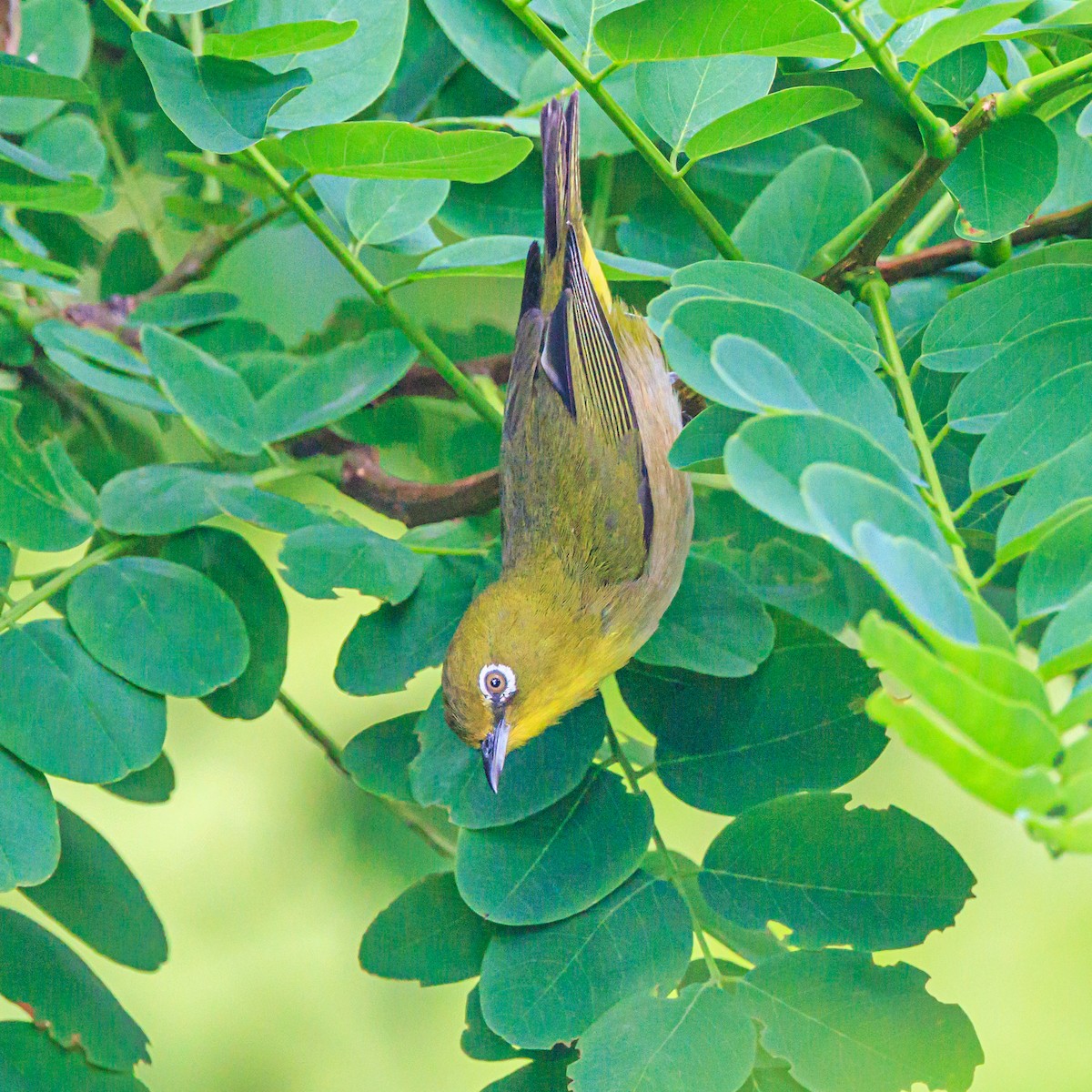 Warbling White-eye - ML620522815