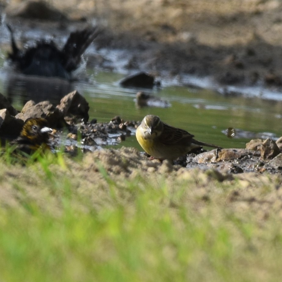 Dickcissel - David and Ann Snodgrass
