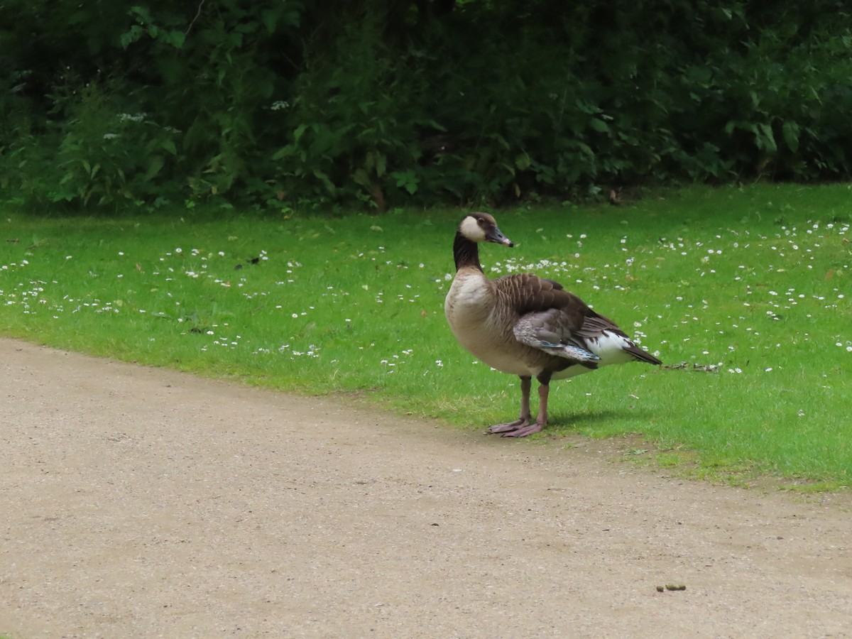 Canada Goose - ML620522819