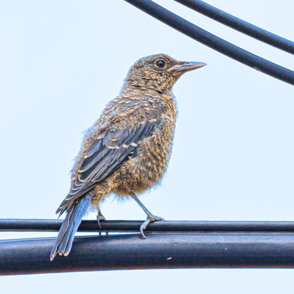 Blue Rock-Thrush - ML620522820