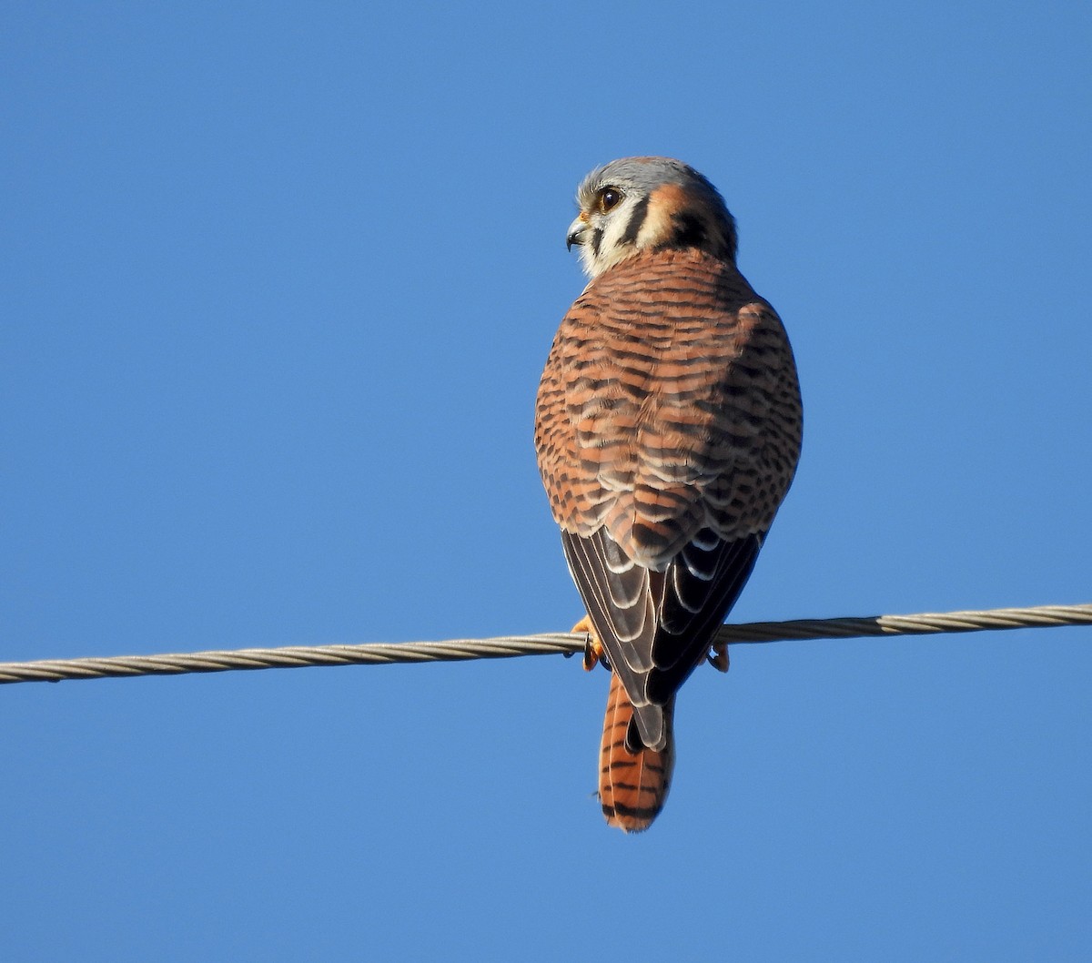 American Kestrel - ML620522826