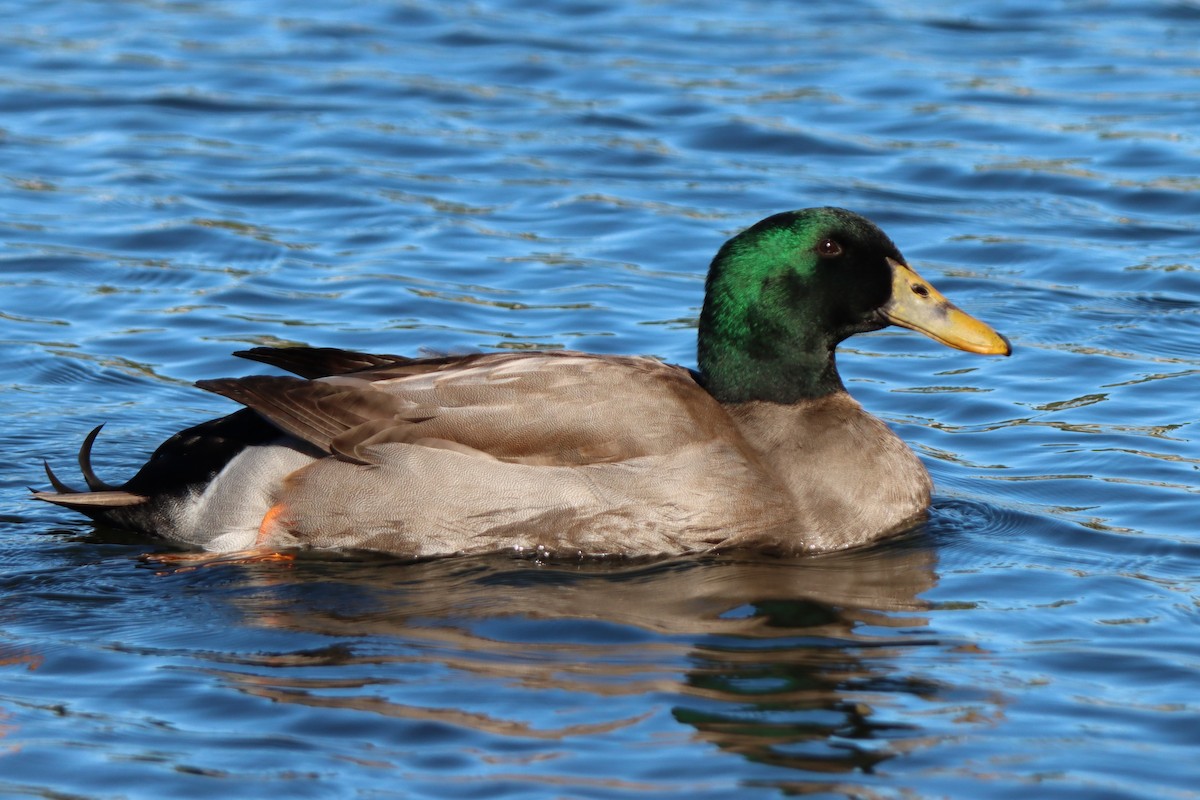 Canard colvert (forme domestique) - ML620522827