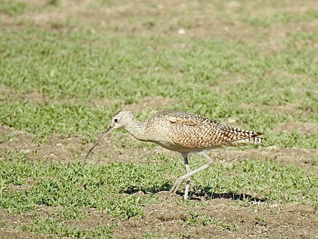 アメリカダイシャクシギ - ML620522828