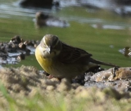 Dickcissel - David and Ann Snodgrass
