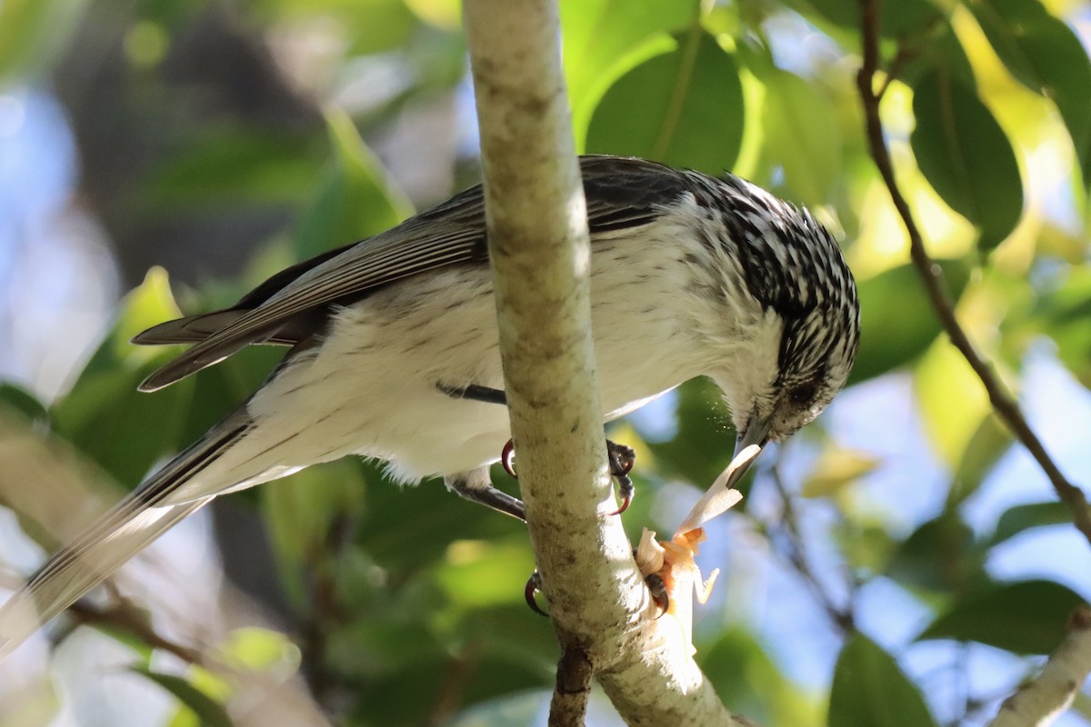 Striped Honeyeater - ML620522840