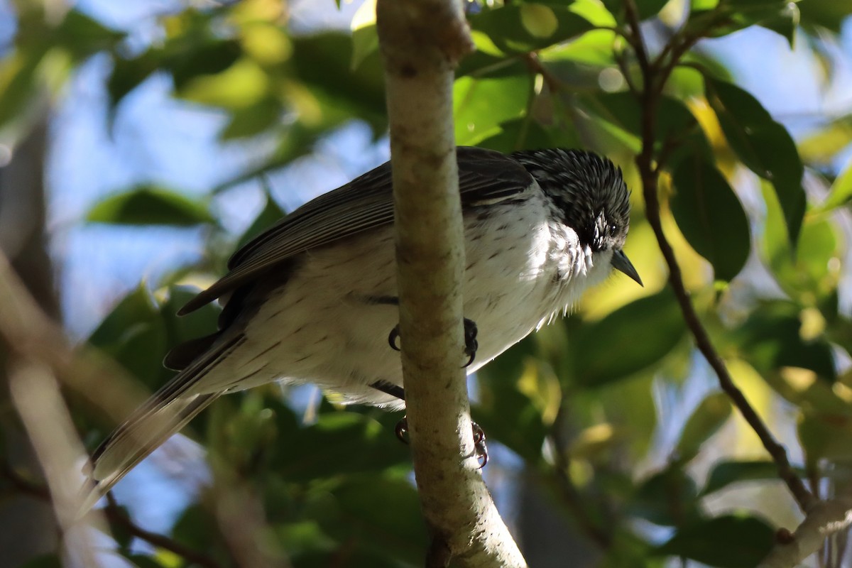 Striped Honeyeater - ML620522841