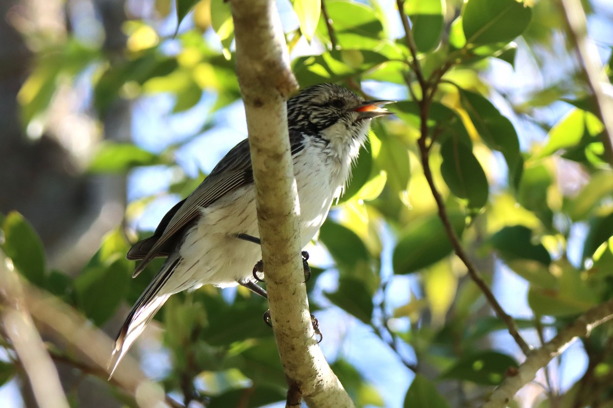 Striped Honeyeater - ML620522842