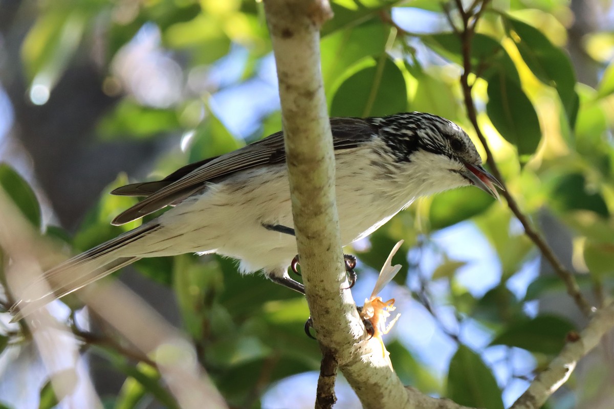 Striped Honeyeater - ML620522843