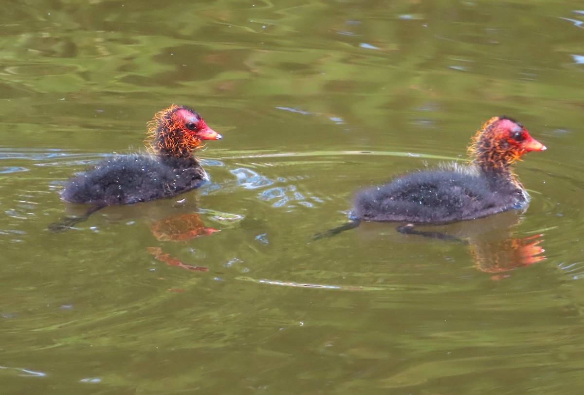 Eurasian Coot - ML620522844