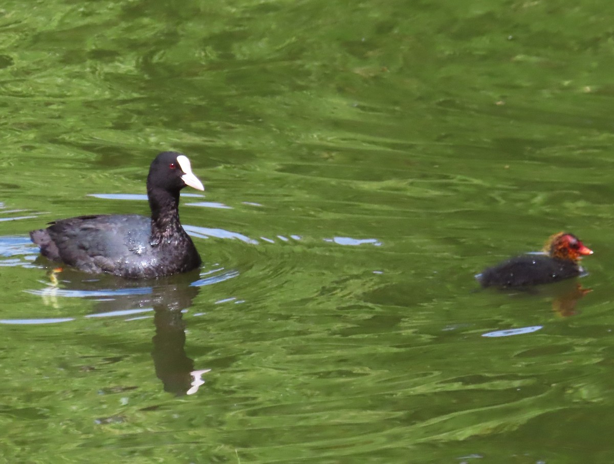 Eurasian Coot - ML620522845