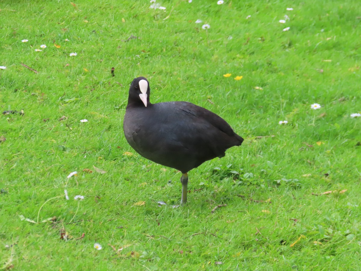 Eurasian Coot - ML620522846