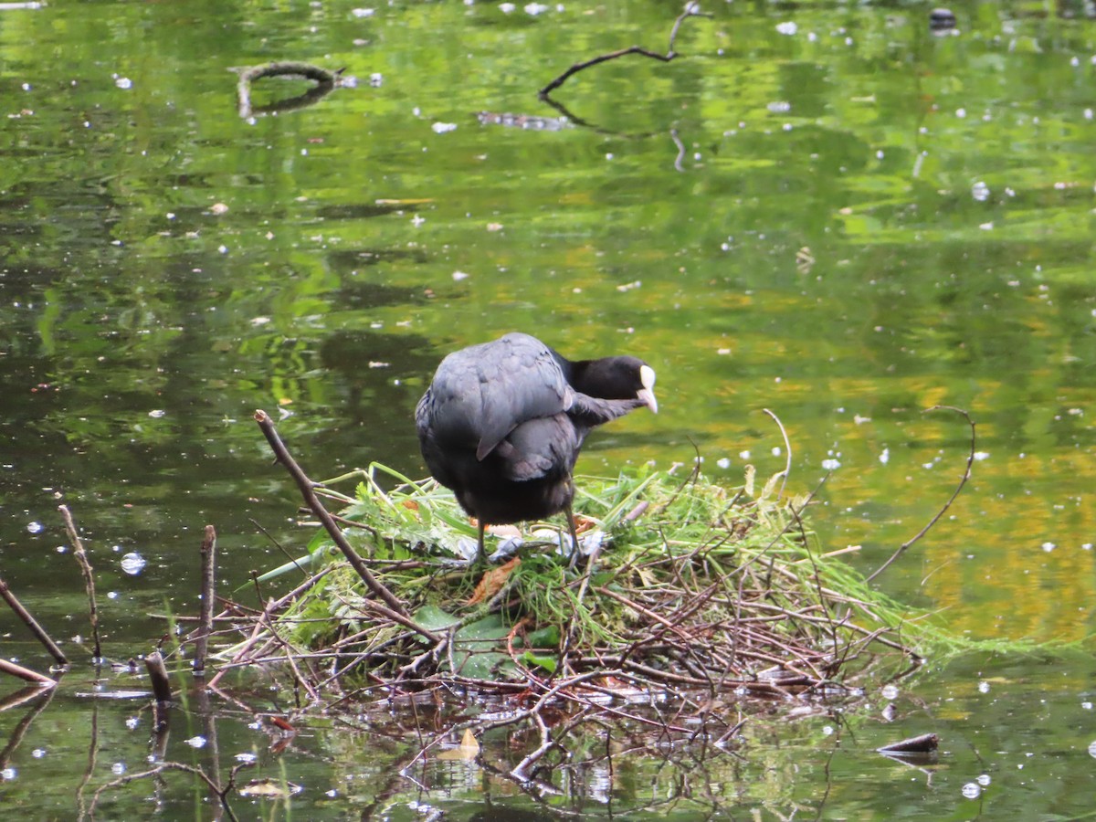 Eurasian Coot - ML620522847