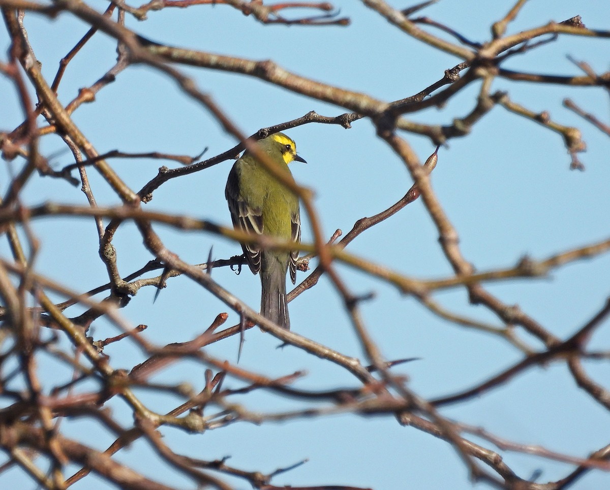 Yellow-browed Tyrant - ML620522848