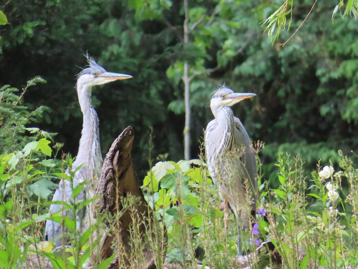 Gray Heron - ML620522854