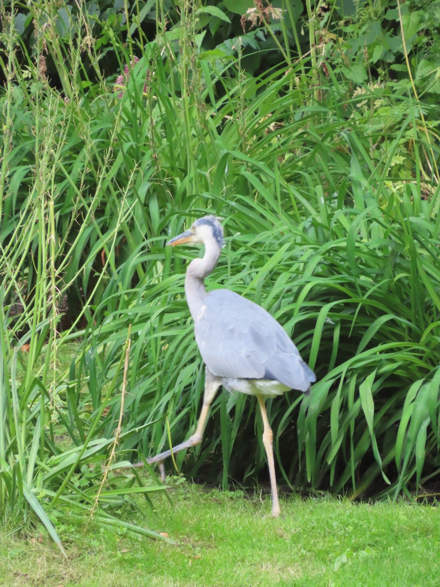 Gray Heron - ML620522855