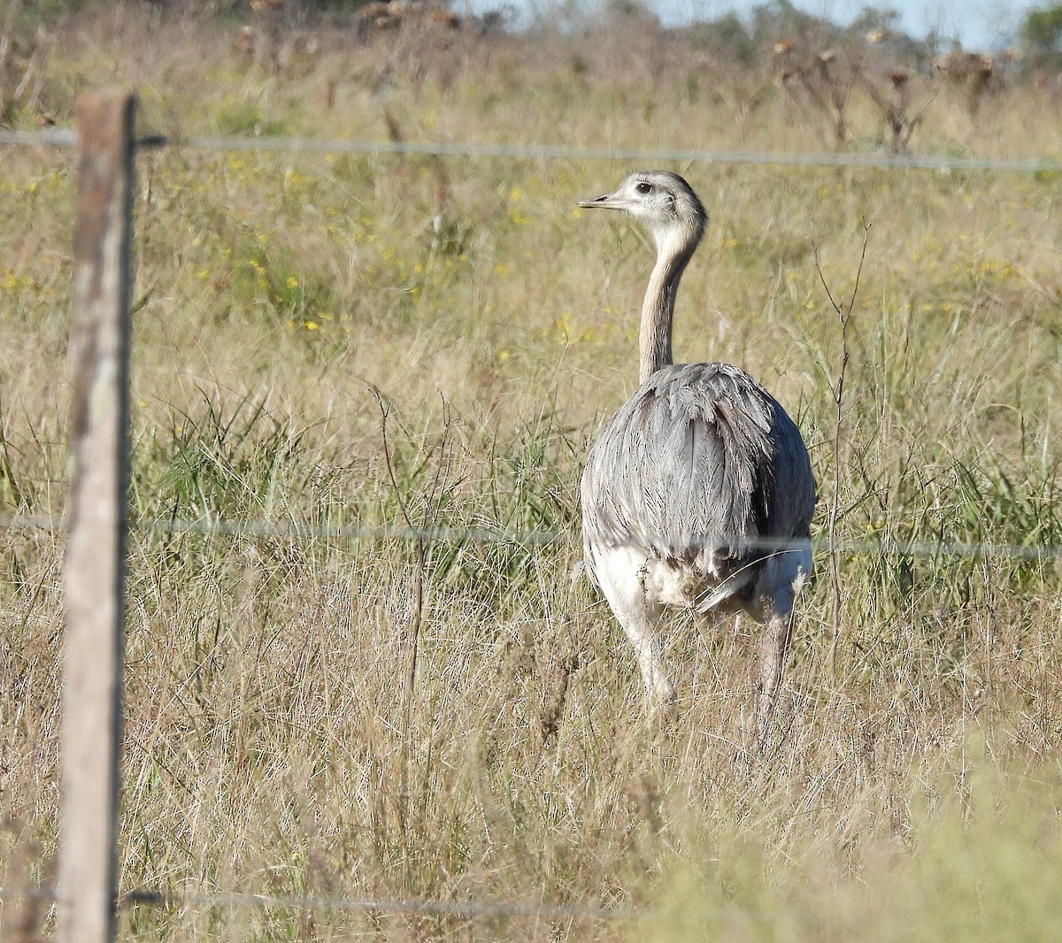 Greater Rhea - ML620522861