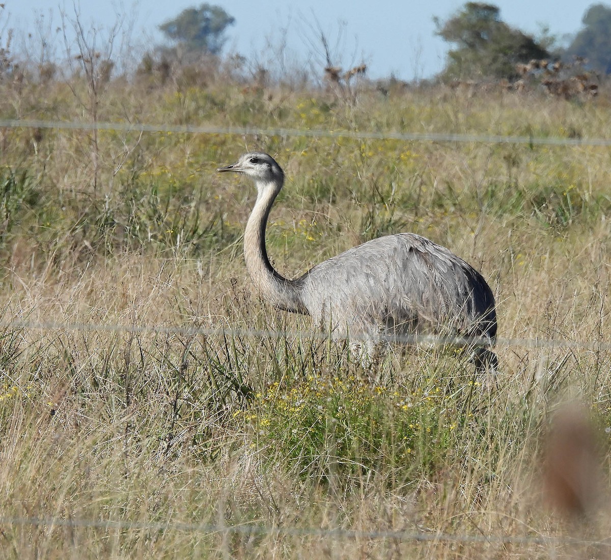 Greater Rhea - ML620522862