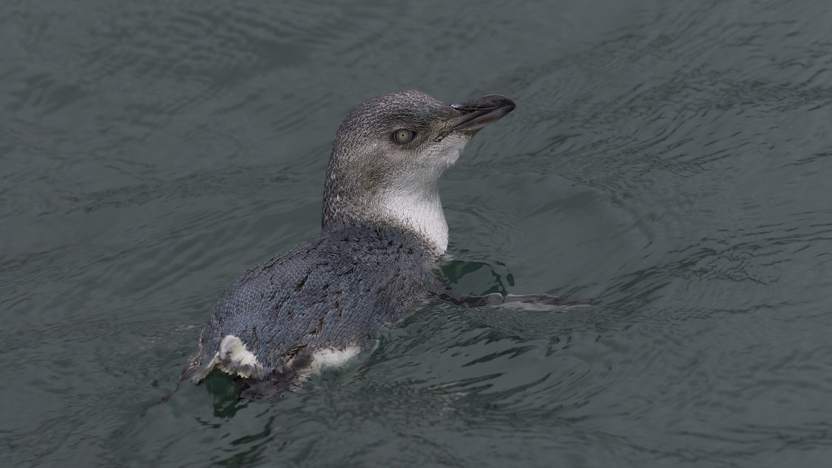 tučňák nejmenší - ML620522863