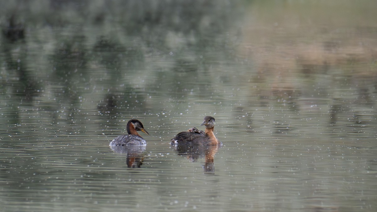 Red-necked Grebe - ML620522867