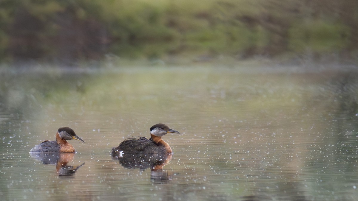 Red-necked Grebe - ML620522868