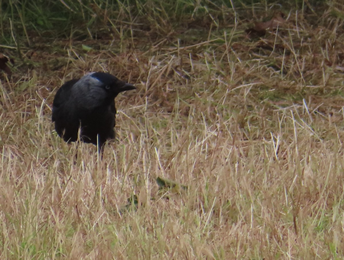 Eurasian Jackdaw - ML620522869