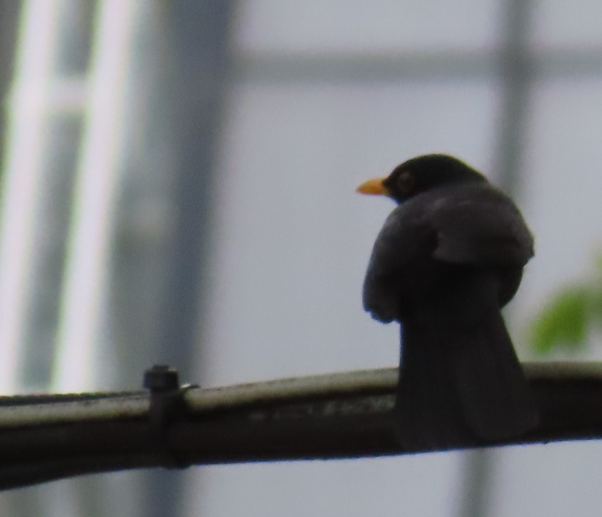 Eurasian Blackbird - ML620522873