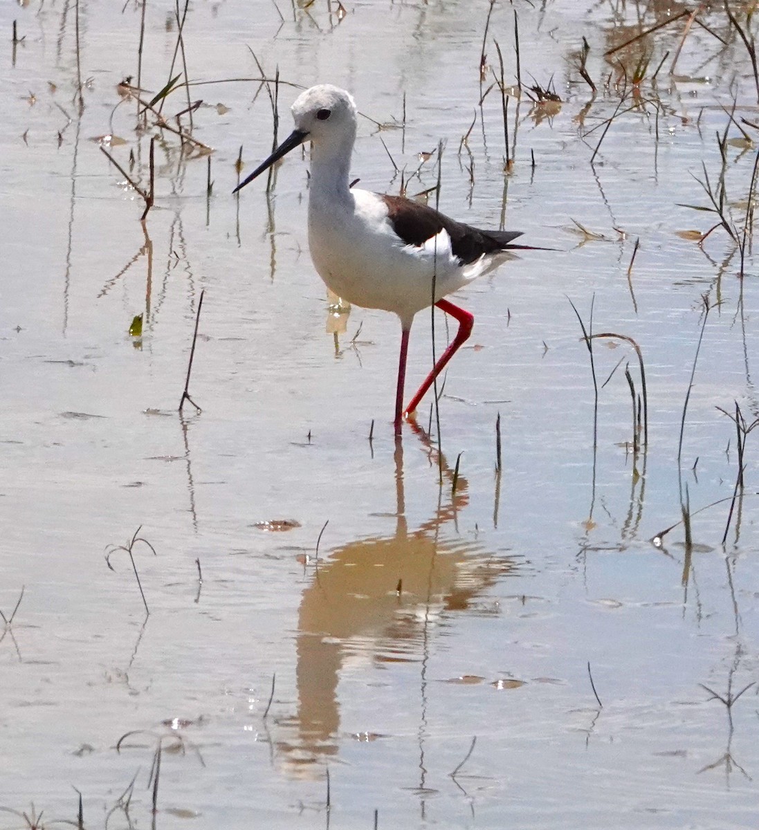 Black-winged Stilt - ML620522878