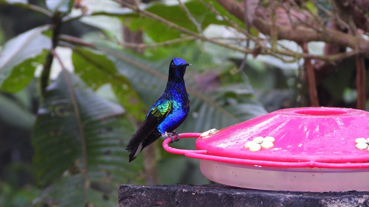 kolibřík hyacintový - ML620522879