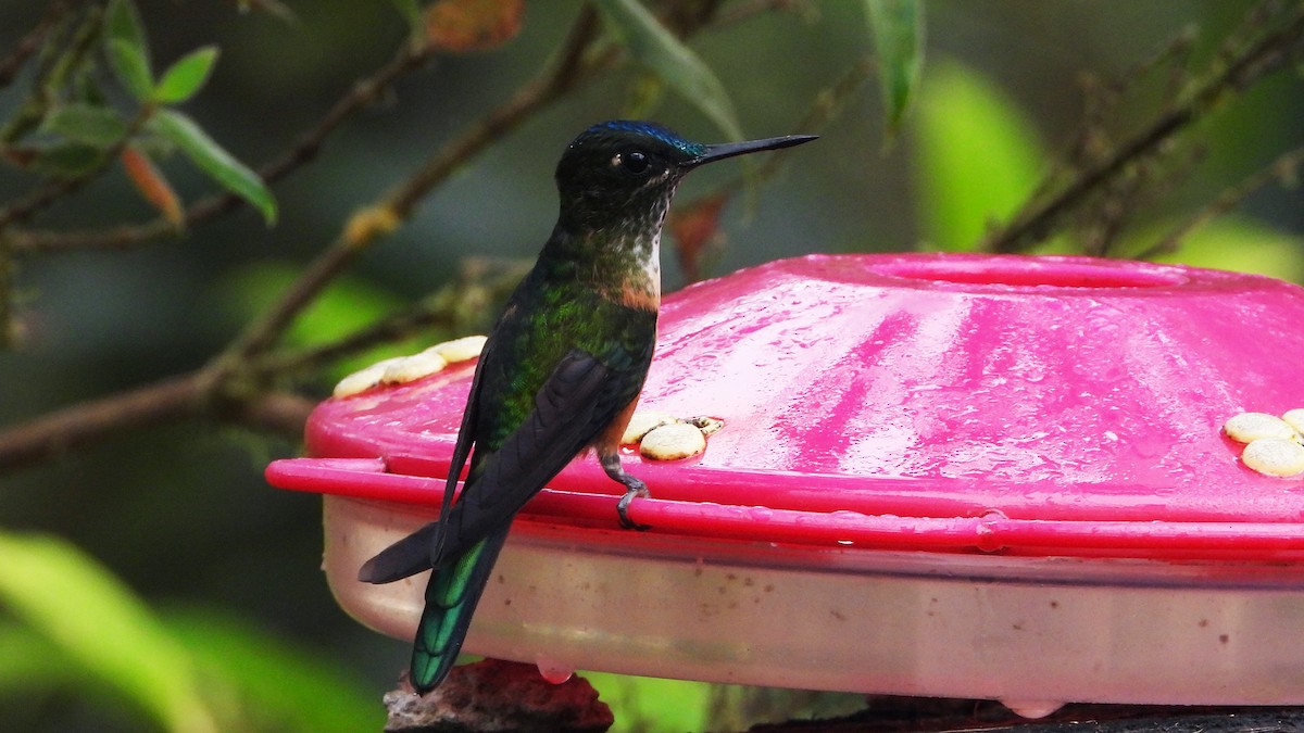 Violet-tailed Sylph - ML620522885