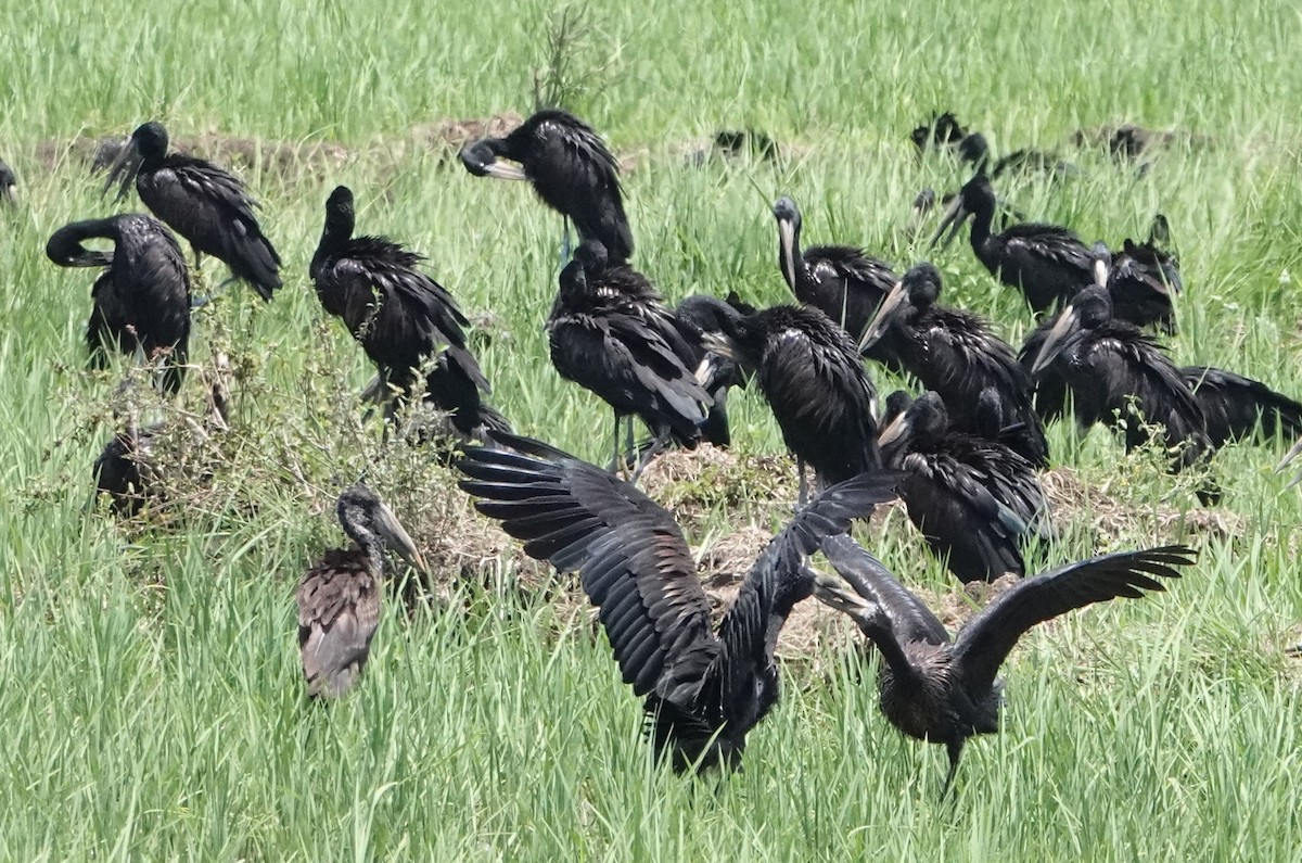 African Openbill - ML620522887