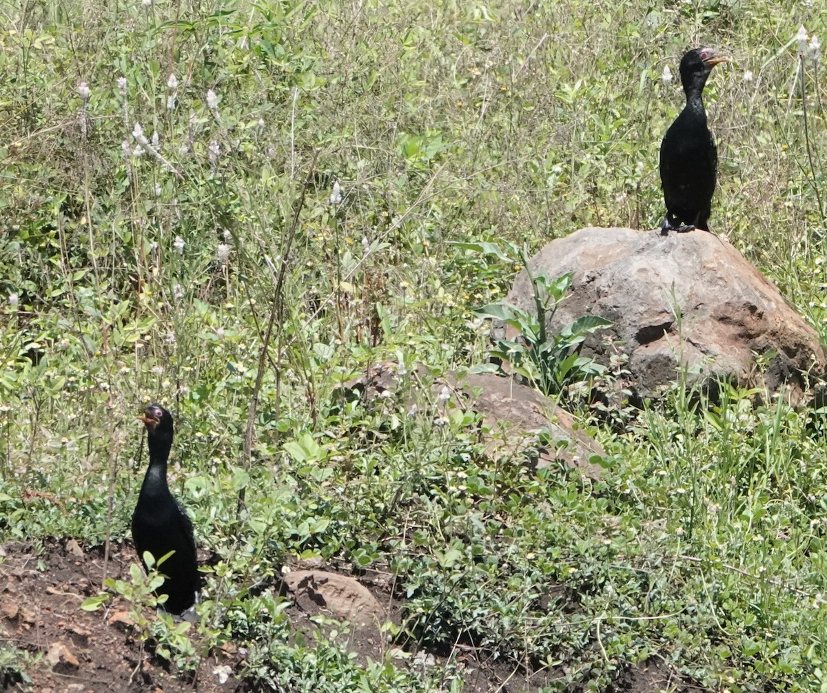 Cormorán Africano - ML620522889