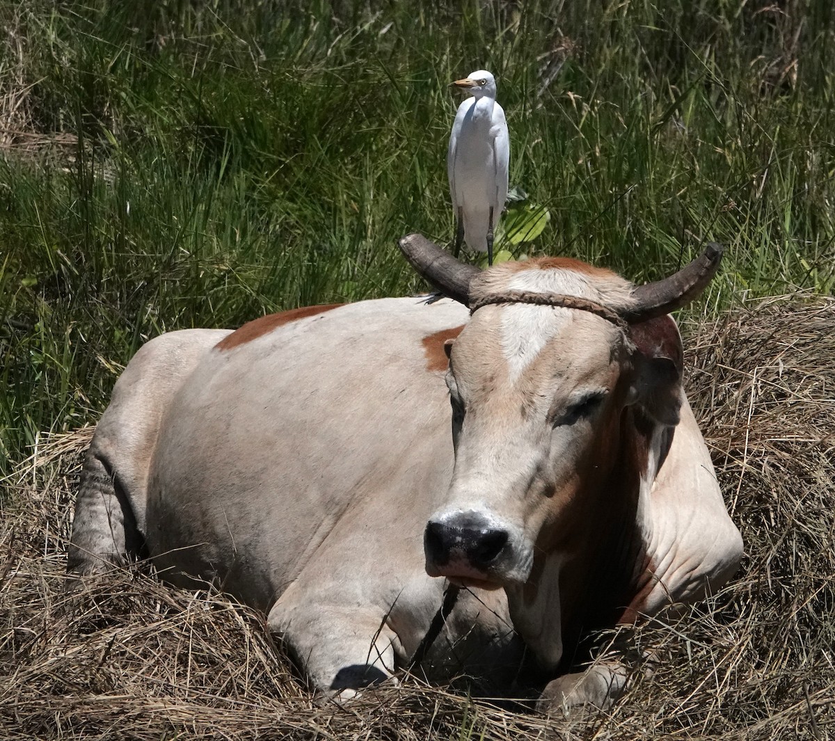 Western Cattle Egret - ML620522891