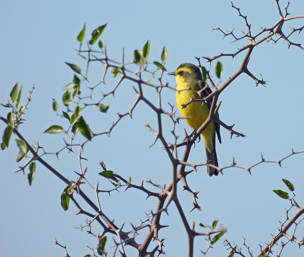 Yellow-browed Tyrant - ML620522895