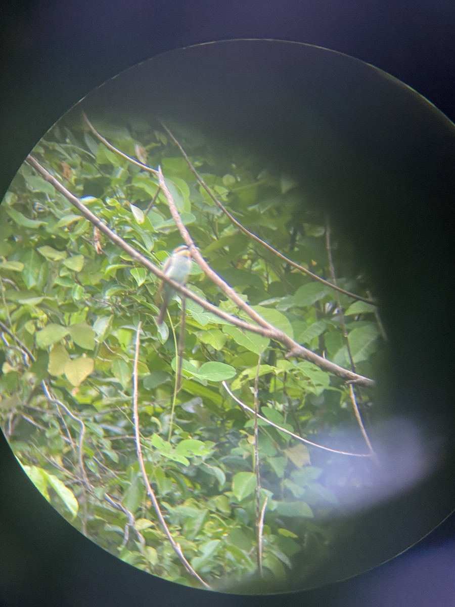 Rainbow Bee-eater - ML620522897