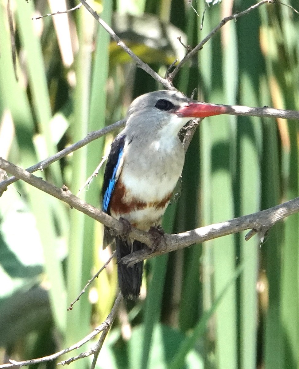 Gray-headed Kingfisher - Rich Wilkens
