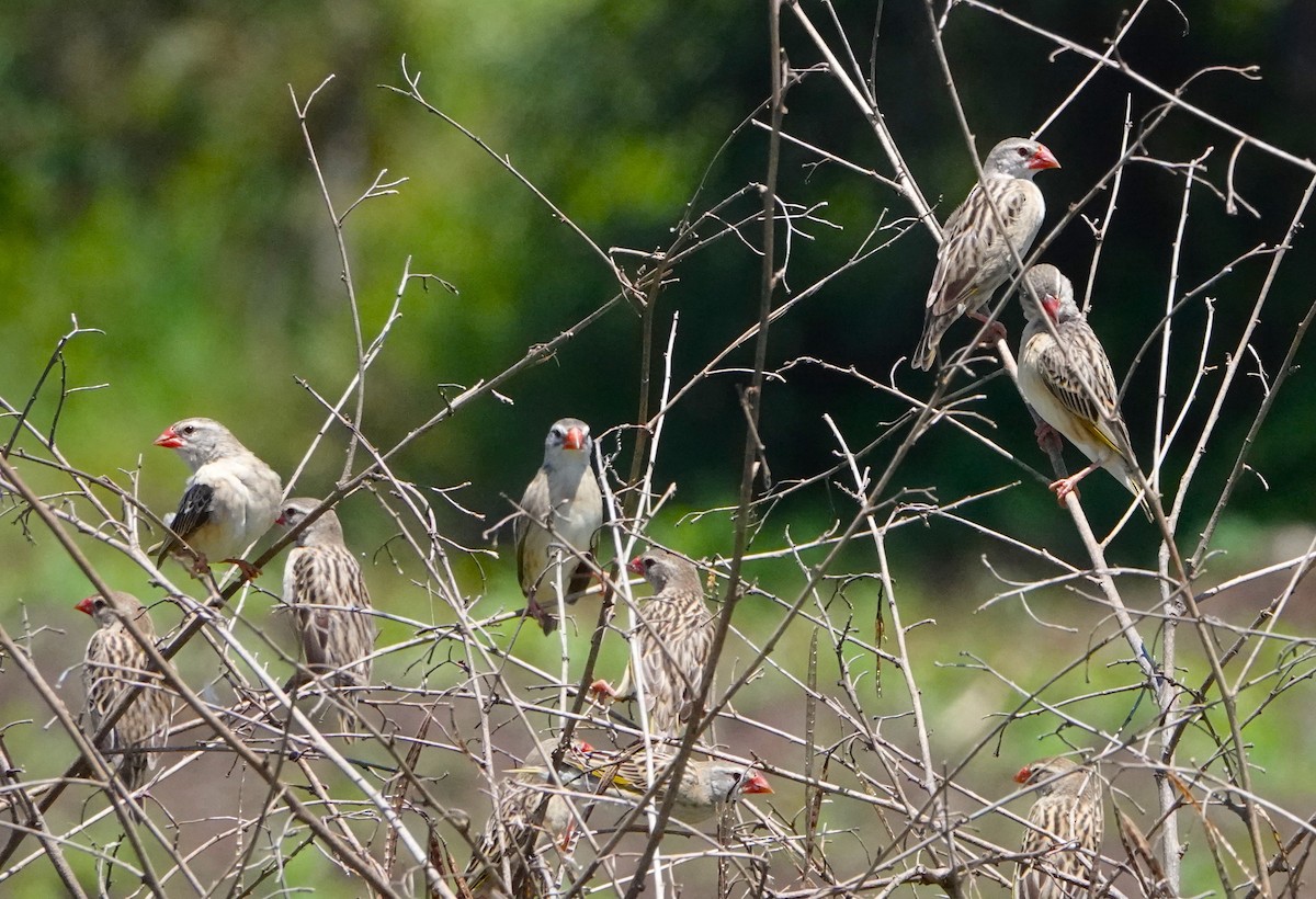 Red-billed Quelea - ML620522901