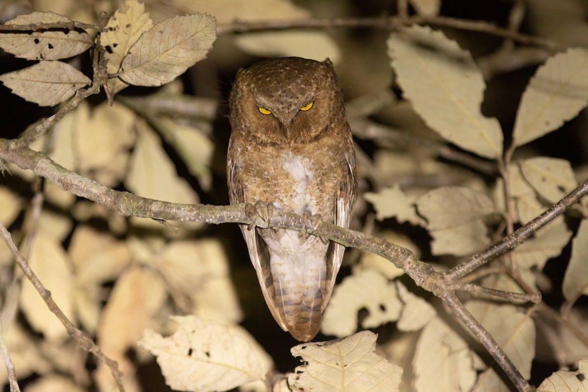 Mountain Scops-Owl - ML620522902