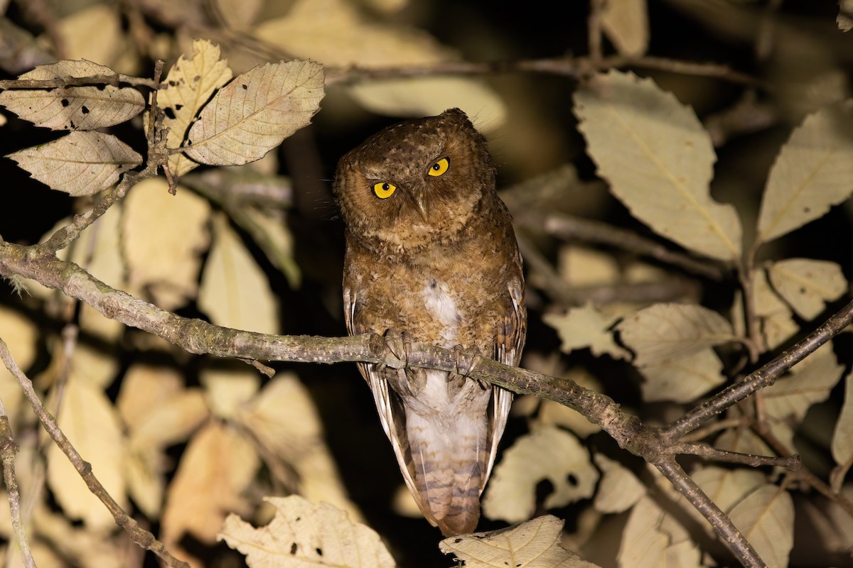 Mountain Scops-Owl - ML620522906