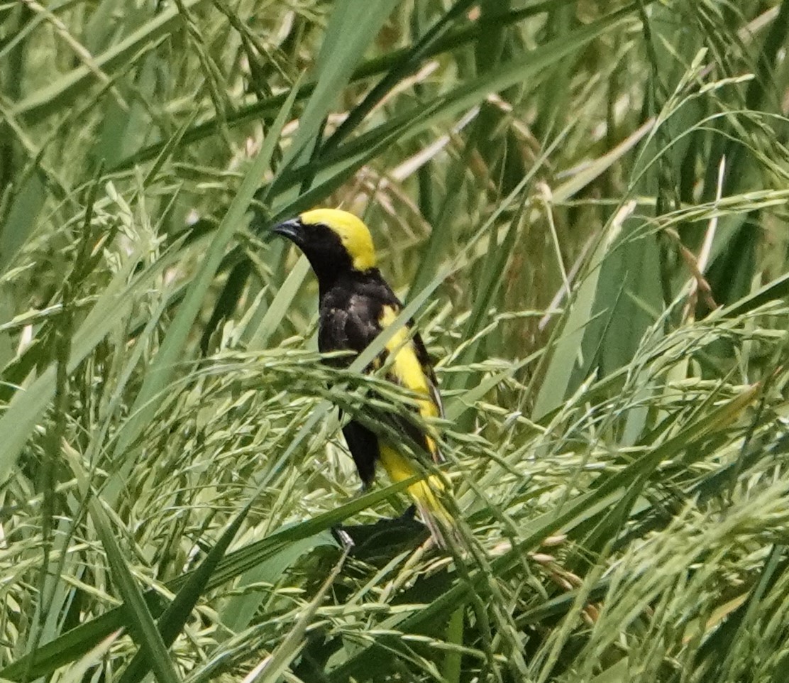 Yellow-crowned Bishop - ML620522908