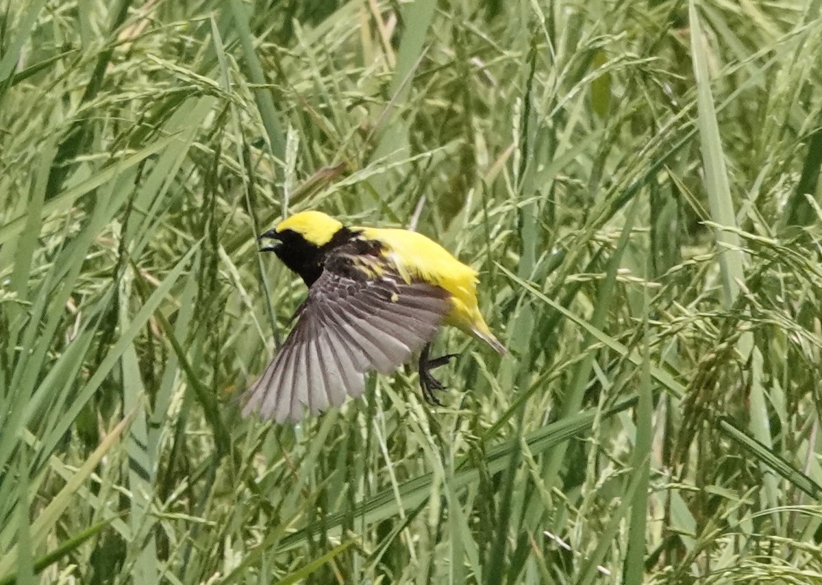 Yellow-crowned Bishop - ML620522909