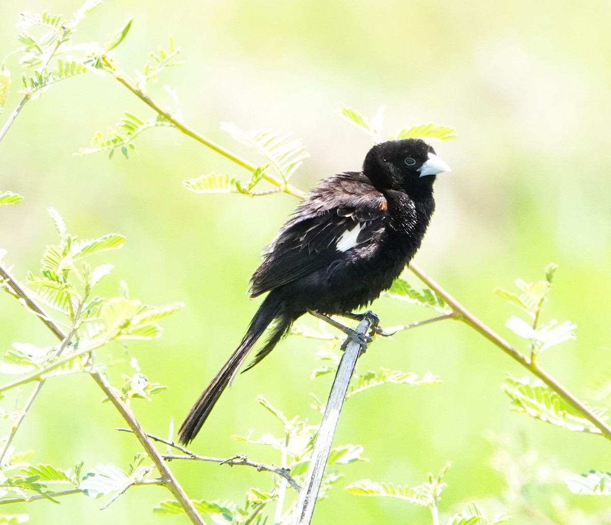 White-winged Widowbird - ML620522910