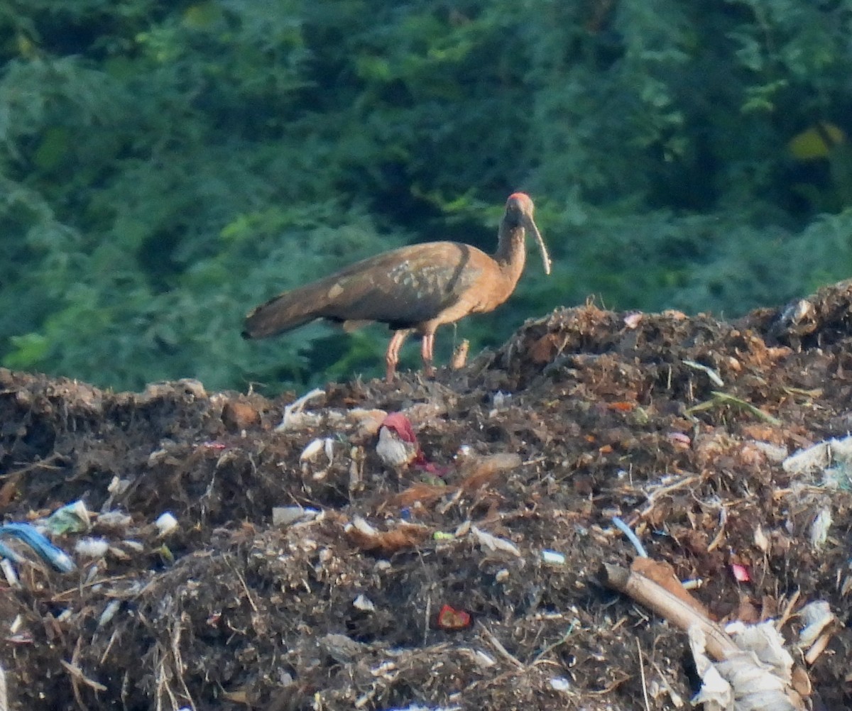 Red-naped Ibis - ML620522917