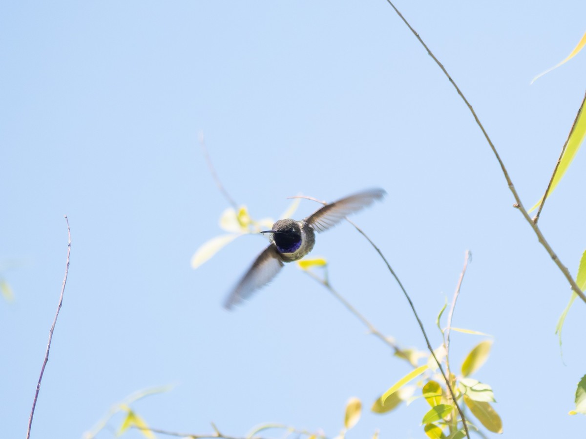 Black-chinned Hummingbird - ML620522918